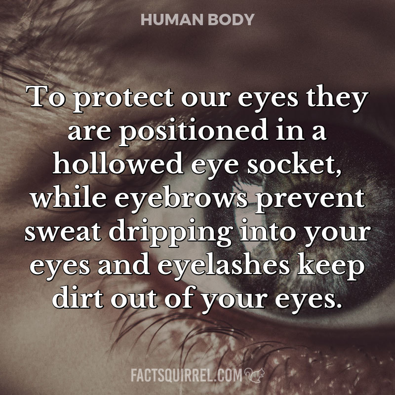 To protect our eyes they are positioned in a hollowed eye socket, while