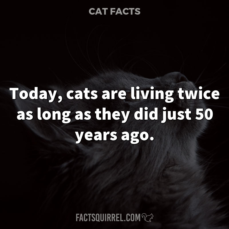 Today, cats are living twice as long as they did just 50 years ago