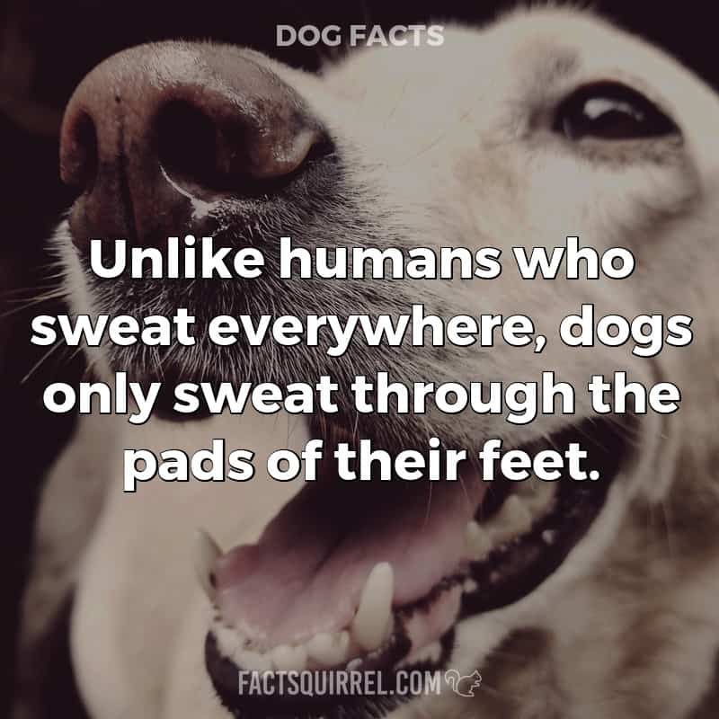 Unlike humans who sweat everywhere, dogs only sweat through the pads of
