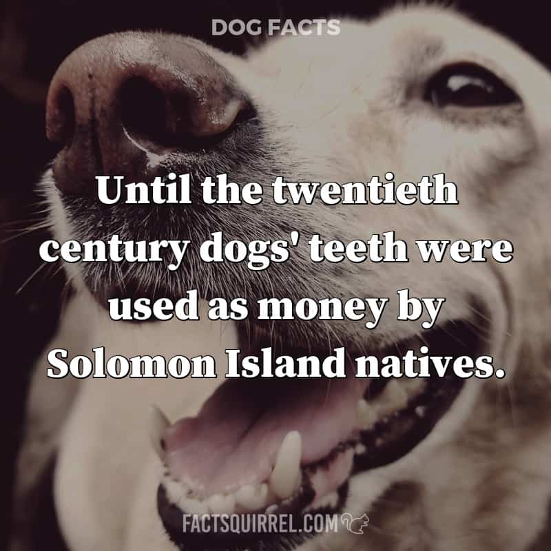Until the twentieth century dogs' teeth were used as money by Solomon Island natives.