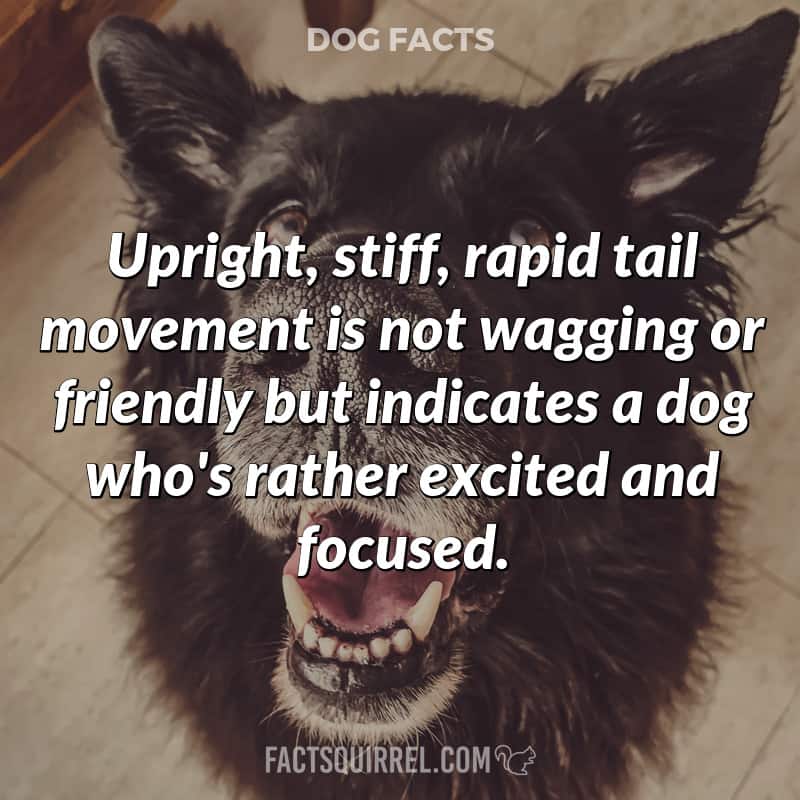 Upright, stiff, rapid tail movement is not wagging or friendly but