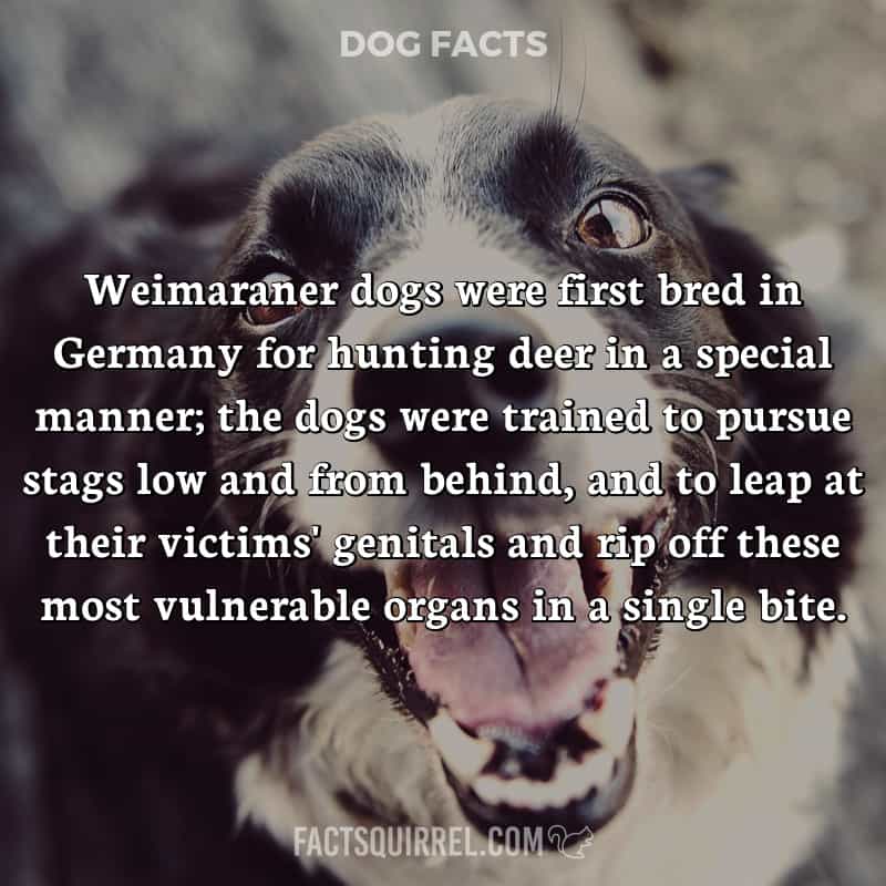 Weimaraner dogs were first bred in Germany for hunting deer in a special