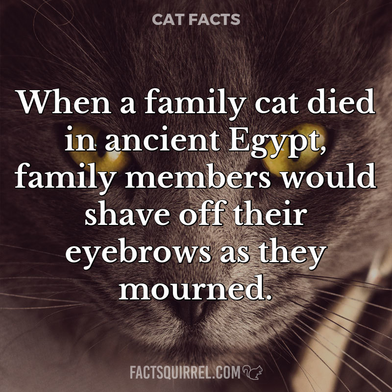 When a family cat died in ancient Egypt, family members would shave off