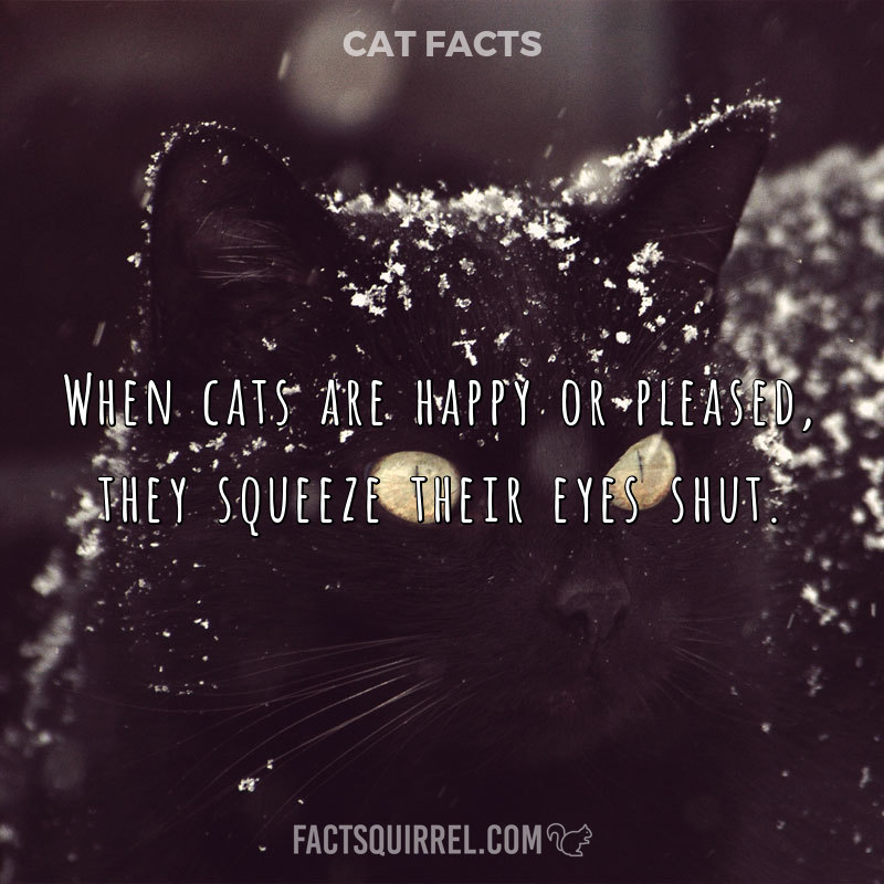 When cats are happy or pleased, they squeeze their eyes shut