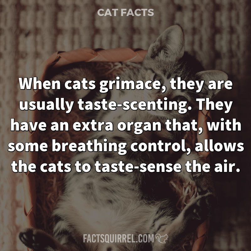 When cats grimace, they are usually “taste-scenting.” They have an extra