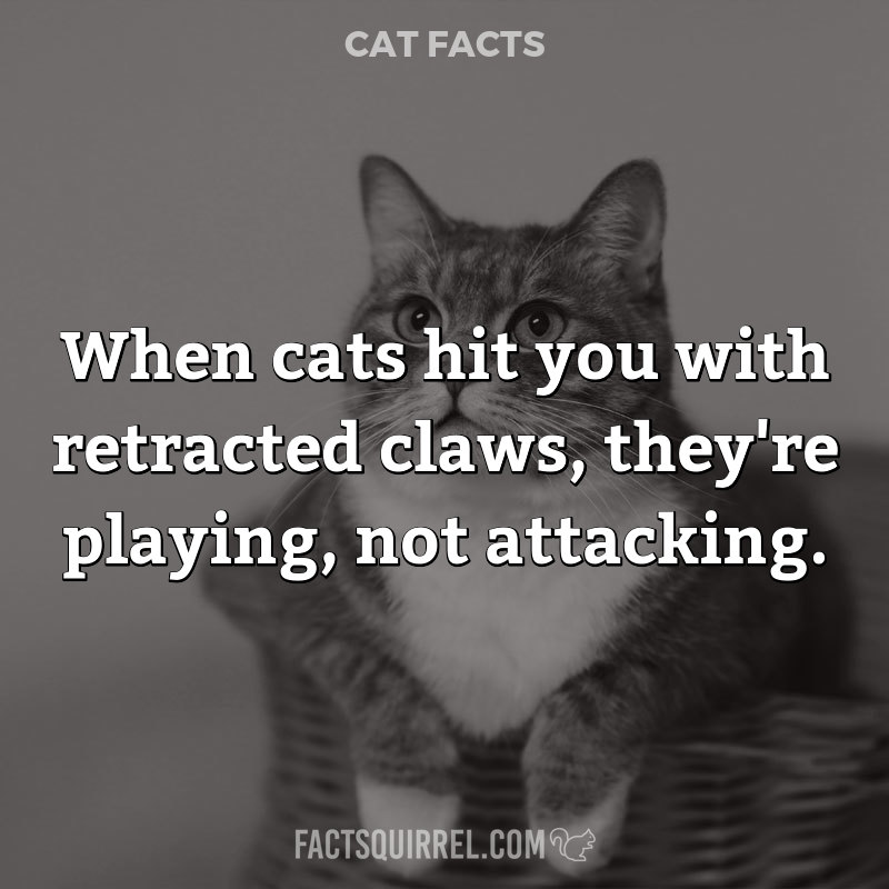 When cats hit you with retracted claws, they’re playing, not attacking