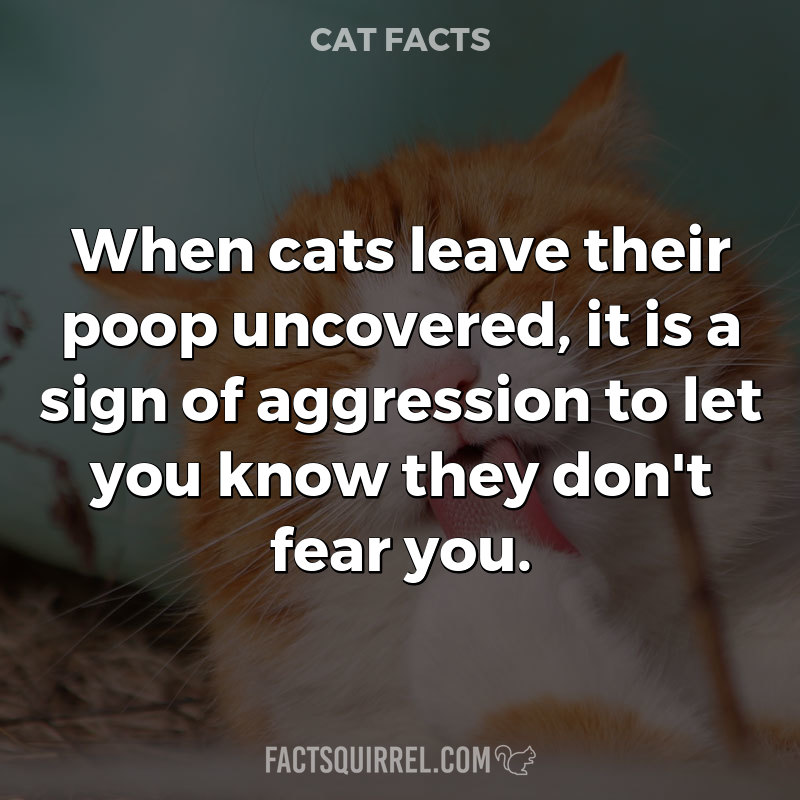When cats leave their poop uncovered, it is a sign of aggression to let