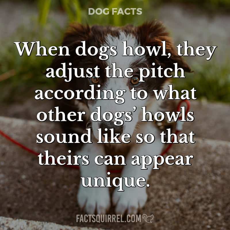When dogs howl, they adjust the pitch according to what other dogs’