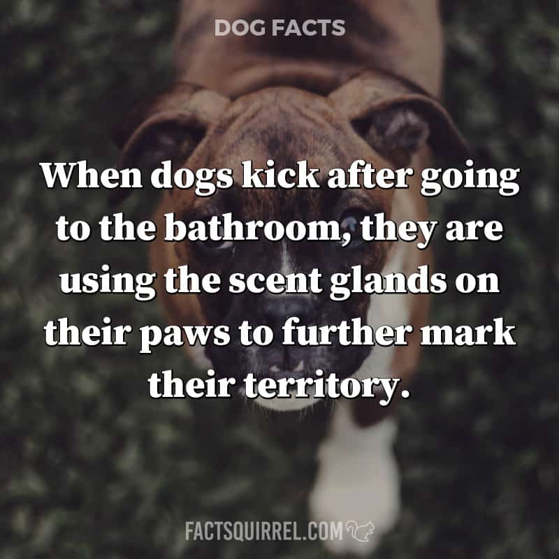 When dogs kick after going to the bathroom, they are using the scent