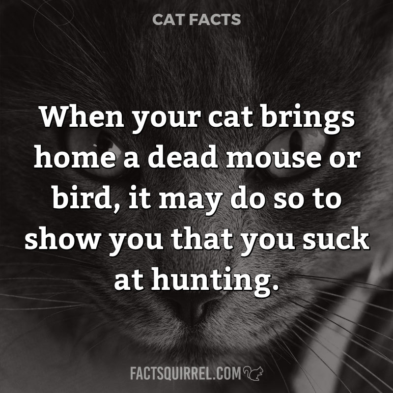 When your cat brings home a dead mouse or bird, it may do so to show you that you suck at hunting.