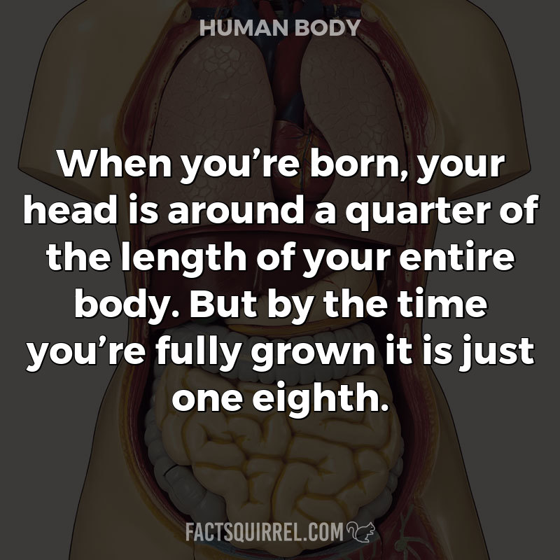 When you’re born, your head is around a quarter of the length of your