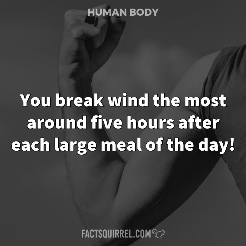 You break wind the most around five hours after each large meal of the