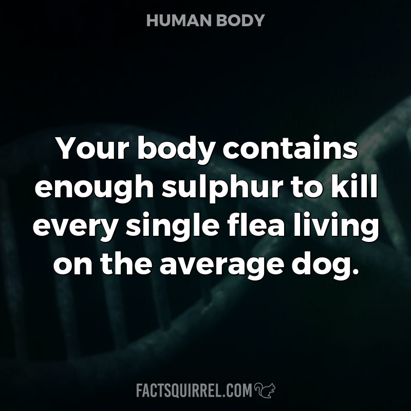 Your body contains enough sulphur to kill every single flea living on