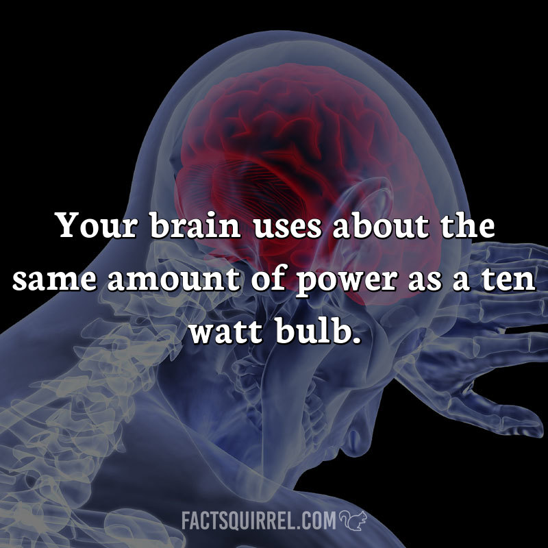 Your brain uses about the same amount of power as a ten watt bulb