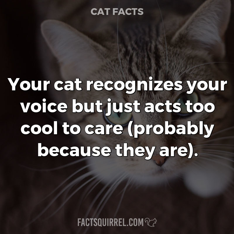 Your cat recognizes your voice but just acts too cool to care (probably