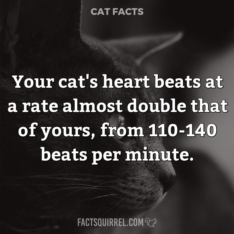 Your cat’s heart beats at a rate almost double that of yours, from