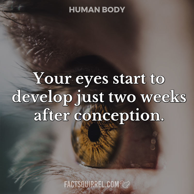 Your eyes start to develop just two weeks after conception