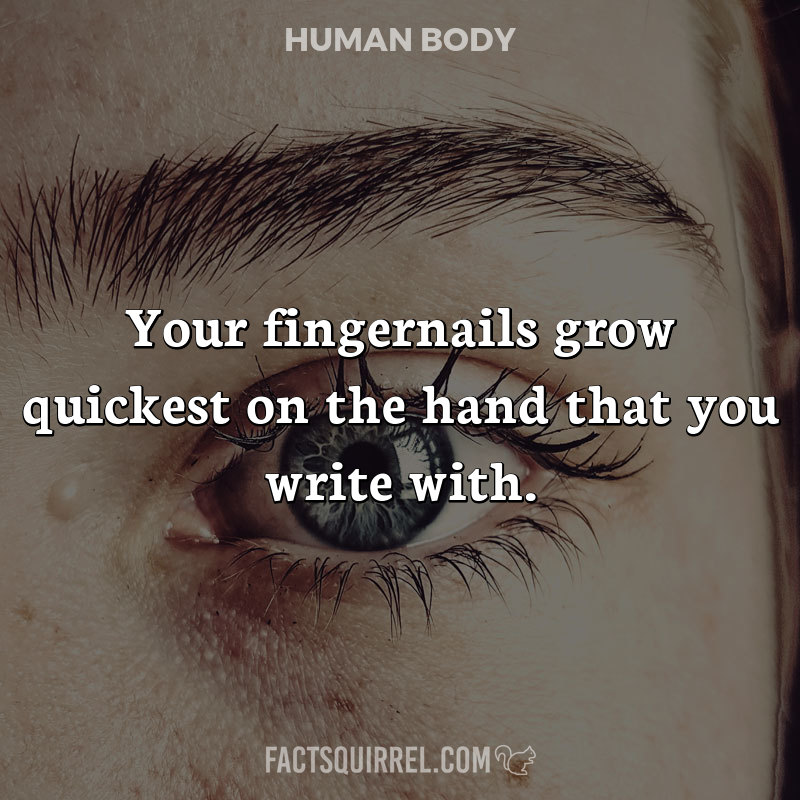 Your fingernails grow quickest on the hand that you write with