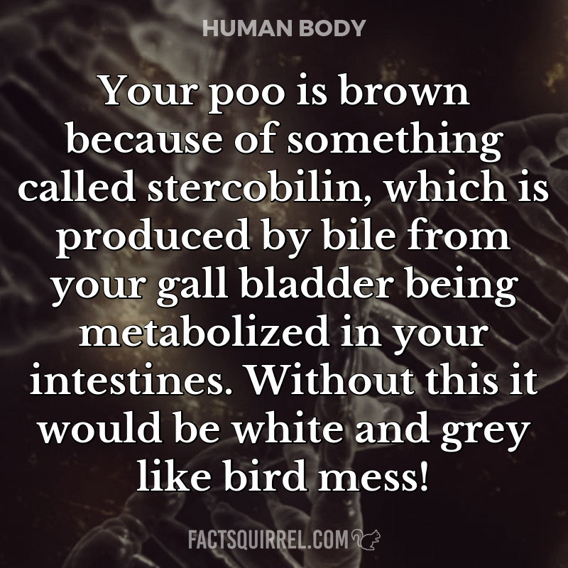 Your poo is brown because of something called stercobilin, which is