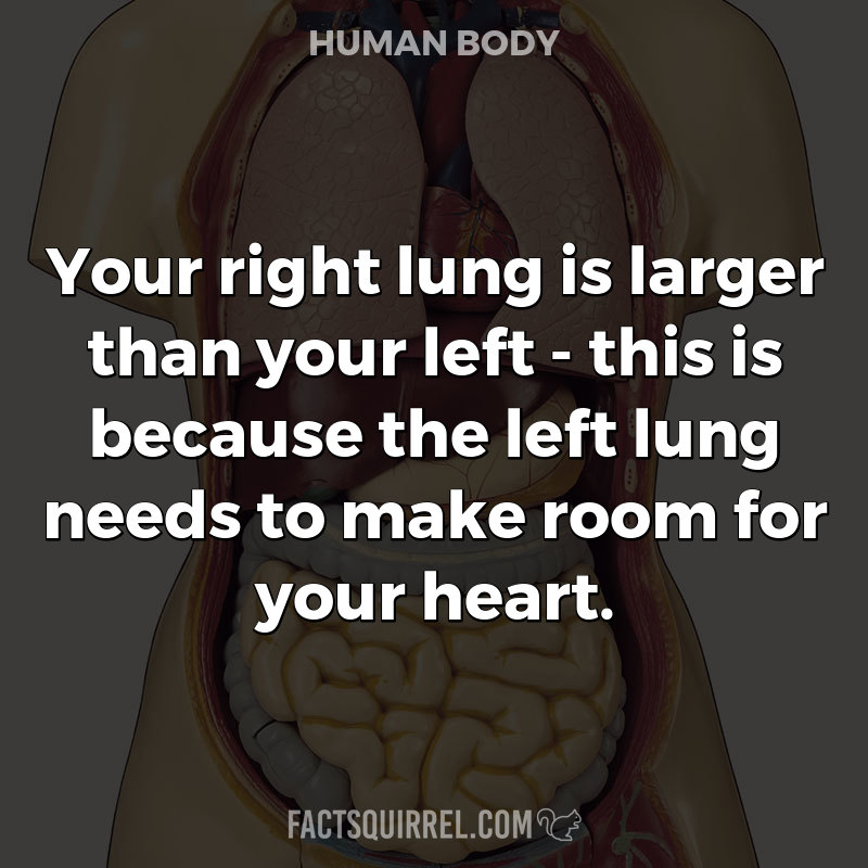Your right lung is larger than your left – this is because the left lung