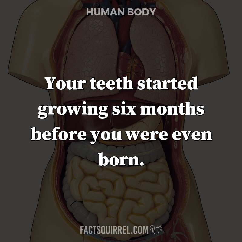Your teeth started growing six months before you were even born
